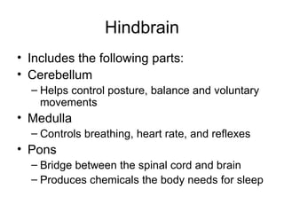 Hindbrain Includes the following parts: Cerebellum Helps control posture, balance and voluntary movements Medulla Controls breathing, heart rate, and reflexes Pons Bridge between the spinal cord and brain Produces chemicals the body needs for sleep 