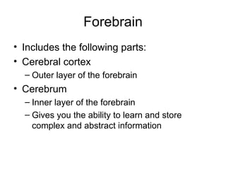 Forebrain Includes the following parts: Cerebral cortex Outer layer of the forebrain Cerebrum Inner layer of the forebrain Gives you the ability to learn and store complex and abstract information 