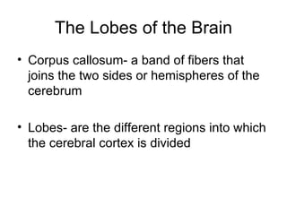 The Lobes of the Brain Corpus callosum- a band of fibers that joins the two sides or hemispheres of the cerebrum Lobes- are the different regions into which the cerebral cortex is divided 