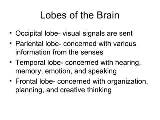 Lobes of the Brain Occipital lobe- visual signals are sent Pariental lobe- concerned with various information from the senses  Temporal lobe- concerned with hearing, memory, emotion, and speaking Frontal lobe- concerned with organization, planning, and creative thinking 