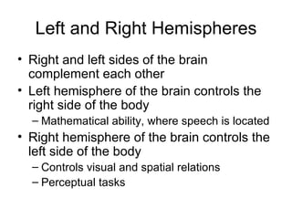 Left and Right Hemispheres Right and left sides of the brain complement each other  Left hemisphere of the brain controls the right side of the body Mathematical ability, where speech is located Right hemisphere of the brain controls the left side of the body Controls visual and spatial relations Perceptual tasks 