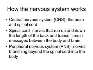 How the nervous system works Central nervous system (CNS)- the brain and spinal cord Spinal cord- nerves that run up and down the length of the back and transmit most messages between the body and brain Peripheral nervous system (PNS)- nerves branching beyond the spinal cord into the body 