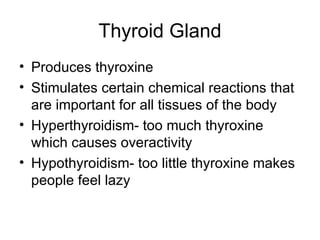 Thyroid Gland Produces thyroxine Stimulates certain chemical reactions that are important for all tissues of the body Hyperthyroidism- too much thyroxine which causes overactivity Hypothyroidism- too little thyroxine makes people feel lazy 