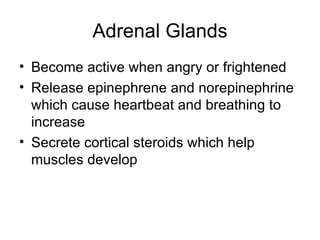 Adrenal Glands Become active when angry or frightened Release epinephrene and norepinephrine which cause heartbeat and breathing to increase Secrete cortical steroids which help muscles develop 