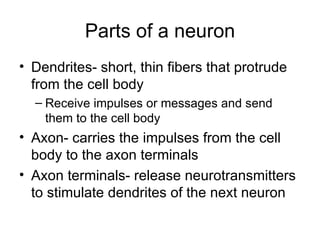 Parts of a neuron Dendrites- short, thin fibers that protrude from the cell body Receive impulses or messages and send them to the cell body Axon- carries the impulses from the cell body to the axon terminals Axon terminals- release neurotransmitters to stimulate dendrites of the next neuron 
