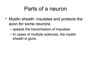 Parts of a neuron Myelin sheath- insulates and protects the axon for some neurons speeds the transmission of impulses In cases of multiple sclerosis, the myelin sheath is gone. 