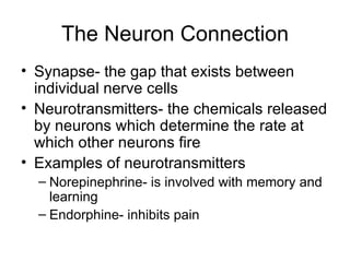 The Neuron Connection Synapse- the gap that exists between individual nerve cells Neurotransmitters- the chemicals released by neurons which determine the rate at which other neurons fire Examples of neurotransmitters Norepinephrine- is involved with memory and learning Endorphine- inhibits pain 