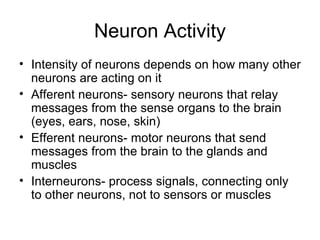 Neuron Activity Intensity of neurons depends on how many other neurons are acting on it Afferent neurons- sensory neurons that relay messages from the sense organs to the brain (eyes, ears, nose, skin) Efferent neurons- motor neurons that send messages from the brain to the glands and muscles Interneurons- process signals, connecting only to other neurons, not to sensors or muscles 