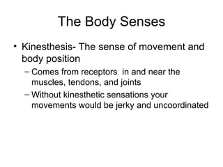 The Body Senses <ul><li>Kinesthesis- The sense of movement and body position </li></ul><ul><ul><li>Comes from receptors  i...
