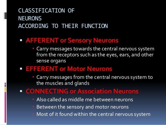 What is the function of association neurons?