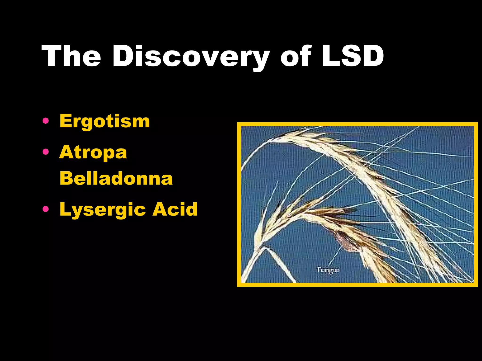 The Discovery of LSD Ergotism Atropa Belladonna Lysergic Acid 