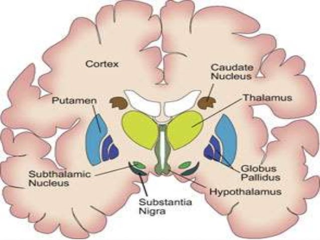 Psychiatric aspects of basal ganglion