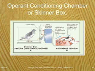 Operant Conditioning
• Reinforcer
– Event or stimulus that increases the frequency of the
response that it follows.
07/08/15
copyright 2006 www.brainybetty.com ALL RIGHTS
RESERVED. 41
 