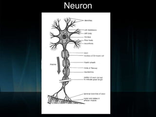 Neuron

 