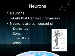 Neurons
• Neurons
–Cells that transmit information

• Neurons are composed of:
–Dendrites
–Soma
• Cell Body

–Axon

 