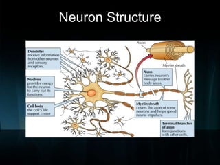 Neuron Structure

 