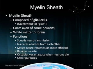 Myelin Sheath
• Myelin Sheath
– Composed of glial cells
• (Greek word for “glue”)

– Coats axon of some neurons
– White matter of brain
– Functions:
•
•
•
•
•
•

Speeds neurotransmission
Insulates neurons from each other
Makes neurotransmission more efficient
Removes waste
Occupies vacant space when neurons die
Other purposes

Copyright © Prentice Hall 2007

2-18

 
