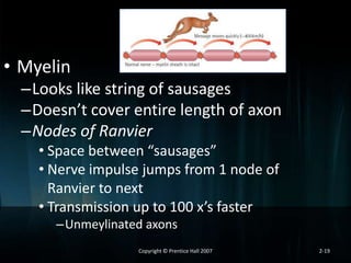 • Myelin
–Looks like string of sausages
–Doesn’t cover entire length of axon
–Nodes of Ranvier
• Space between “sausages”
• Nerve impulse jumps from 1 node of
Ranvier to next
• Transmission up to 100 x’s faster
–Unmeylinated axons
Copyright © Prentice Hall 2007

2-19

 