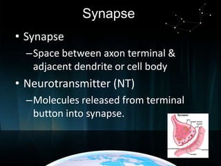 Synapse
• Synapse
–Space between axon terminal &
adjacent dendrite or cell body

• Neurotransmitter (NT)
–Molecules released from terminal
button into synapse.

 