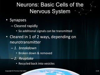 Neurons: Basic Cells of the
Nervous System
• Synapses
– Cleared rapidly
• So additional signals can be transmitted

• Cleared in 1 of 2 ways, depending on
neurotransmitter
– 1. breakdown
• Broken down & removed

– 2. Reuptake
• Recycled back into vesicles
Copyright © Prentice Hall 2007

2-26

 