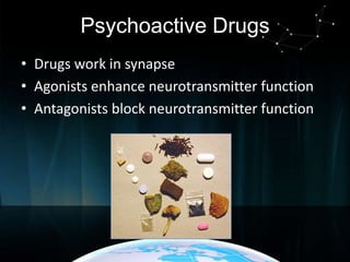 Psychoactive Drugs
• Drugs work in synapse
• Agonists enhance neurotransmitter function
• Antagonists block neurotransmitter function

 
