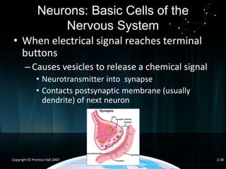 Neurons: Basic Cells of the
Nervous System
• When electrical signal reaches terminal
buttons
– Causes vesicles to release a chemical signal
• Neurotransmitter into synapse
• Contacts postsynaptic membrane (usually
dendrite) of next neuron

Copyright © Prentice Hall 2007

2-38

 