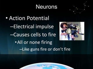 Neurons

• Action Potential
–Electrical impulse
–Causes cells to fire
• All or none firing
–Like guns fire or don’t fire

 