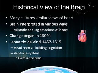 Historical View of the Brain
• Many cultures similar views of heart
• Brain interpreted in various ways
– Aristotle cooling emotions of heart

• Change began in 1500’s
• Leonardo da Vinci 1452-1519
– Head seen as holding cognition
– Ventricle system
• Holes in the brain.

 