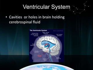 Ventricular System
• Cavities or holes in brain holding
cerebrospinal fluid

 