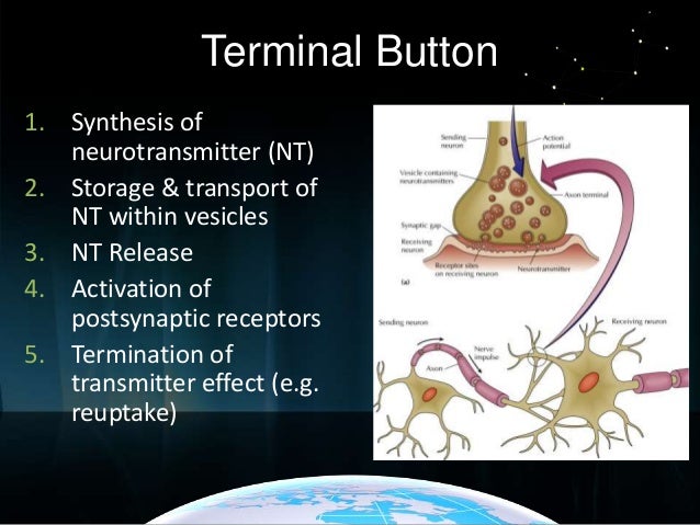 Psych neuroscience.ppt