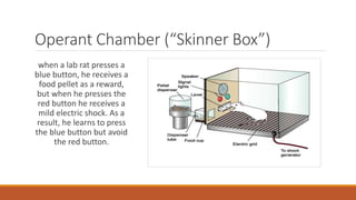 Operant Chamber (“Skinner Box”) 
when a lab rat presses a 
blue button, he receives a 
food pellet as a reward, 
but when he presses the 
red button he receives a 
mild electric shock. As a 
result, he learns to press 
the blue button but avoid 
the red button. 
 