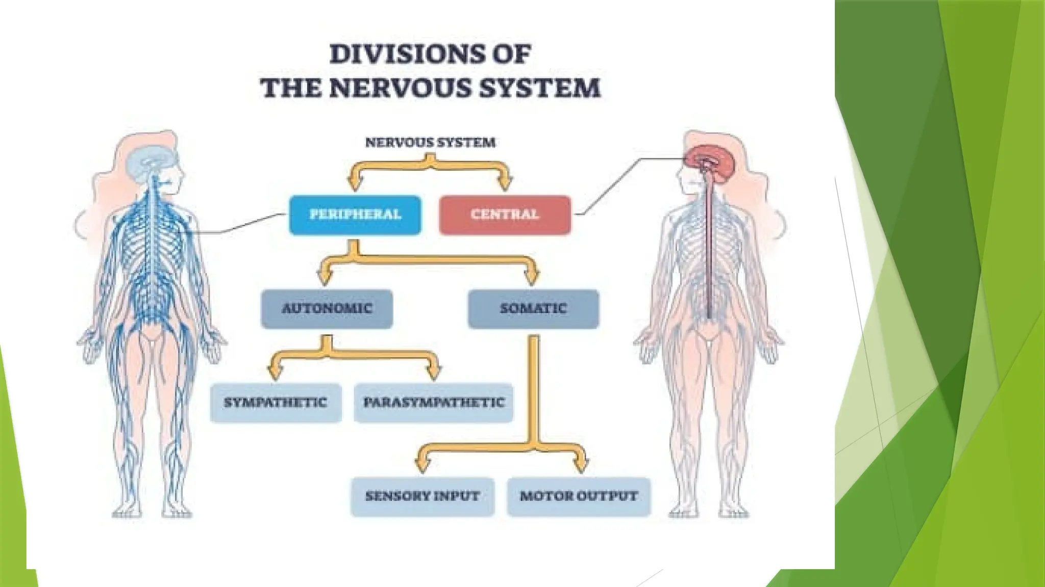 Psychology the human behaviour, body mind relationship, human mind ...