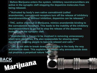 • Before Marijuana enters the system, inhibitory neurotransmitters are
active in the synaptic cleft stopping the dopamine molecules from
being released.
• "Activated by body's own native cannabinoid (called
anandamide), cannabinoid receptors turn off the release of inhibitory
neurotransmitters. Without inhibition, dopamine can be released."
• THC, active chemical in Marijuana, mimics anandamide binding to
the cannabinoid receptors. This leads to the inability of the inhibitory
neurotransmitters to go out to stop the release of the dopamine
molecules in the synaptic cleft.
• "Anandamide is known to be involved in removing unnecessary
short term memories. It is also responsible for slowing down
movement, causing people to become relaxed and calm."
• "THC is not able to break down very quickly in the body the way
anandamide does. This explains the reason why amnandamide does
not produce a perpetual nature 'high'."
 