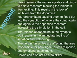 • Heroin mimics the natural opiates and binds
to opiate receptors blocking the inhibitors
from exiting. This results in the lack of
inhibiters from the dopamine
neurotransmitters causing them to flood out
into the synaptic cleft where they bind again
and again to the dopamine receptors
increasing the stimulation in the cell.
• The release of dopamine in the synaptic
cleft results in the immediate feeling of
sedation and well-being.
• The heroin molecules are affecting the area
responsible for pain signal, stress response,
and emotional attachment.
• Heroin can also act as a painkiller.
 