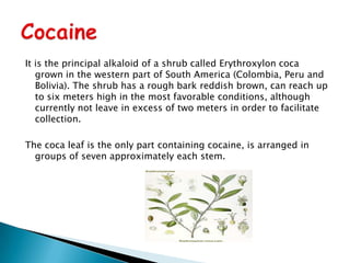 It is the principal alkaloid of a shrub called Erythroxylon coca
grown in the western part of South America (Colombia, Peru and
Bolivia). The shrub has a rough bark reddish brown, can reach up
to six meters high in the most favorable conditions, although
currently not leave in excess of two meters in order to facilitate
collection.
The coca leaf is the only part containing cocaine, is arranged in
groups of seven approximately each stem.

 