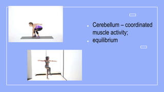 Psychobiologic basis of behavior ppt final.pptx