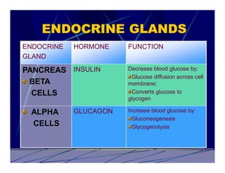 ENDOCRINE GLANDS
ENDOCRINE   HORMONE    FUNCTION
GLAND

PANCREAS INSULIN       Decrease blood glucose by:
                        Glucose diffusion across cell
 BETA                  membrane;
  CELLS                 Converts glucose to
                       glycogen

 ALPHA      GLUCAGON   Increase blood glucose by:
                         Gluconeogenesis
 CELLS                   Glycogenolysis
 