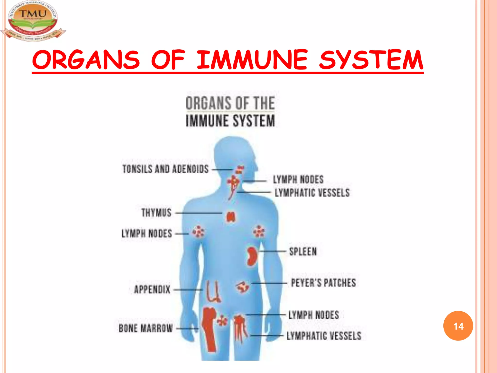 ORGANS OF IMMUNE SYSTEM
14
 
