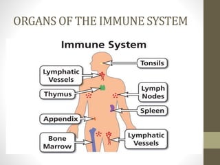 ORGANS OF THE IMMUNE SYSTEM
 