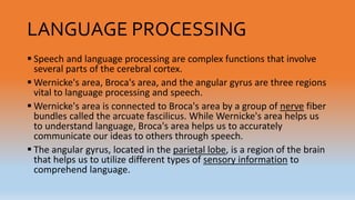 LANGUAGE PROCESSING
 Speech and language processing are complex functions that involve
several parts of the cerebral cortex.
 Wernicke's area, Broca's area, and the angular gyrus are three regions
vital to language processing and speech.
 Wernicke's area is connected to Broca's area by a group of nerve fiber
bundles called the arcuate fascilicus. While Wernicke's area helps us
to understand language, Broca's area helps us to accurately
communicate our ideas to others through speech.
 The angular gyrus, located in the parietal lobe, is a region of the brain
that helps us to utilize different types of sensory information to
comprehend language.
 