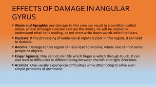 EFFECTS OF DAMAGE IN ANGULAR
GYRUS
 Alexia and Agraphia: any damage to this area can result in a condition called
alexia, where although a person can see the words, he will be unable to
understand what he is reading, or not even write down words which he hears.
 Dyslexia: If the processing of audio-visual inputs is poor in this region, it can lead
to dyslexia.
 Anomia: Damage to this region can also lead to anomia, where one cannot name
people or objects.
 Finger Agnosia: One cannot identify which finger is which through touch. It can
also lead to difficulties in differentiating between the left and right directions.
 Acalcula: One usually experiences difficulties while attempting to solve even
simple problems of arithmetic.
 