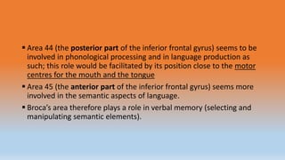  Area 44 (the posterior part of the inferior frontal gyrus) seems to be
involved in phonological processing and in language production as
such; this role would be facilitated by its position close to the motor
centres for the mouth and the tongue
 Area 45 (the anterior part of the inferior frontal gyrus) seems more
involved in the semantic aspects of language.
 Broca’s area therefore plays a role in verbal memory (selecting and
manipulating semantic elements).
 