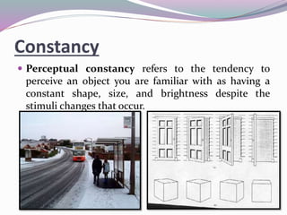 Constancy
 Perceptual constancy refers to the tendency to
perceive an object you are familiar with as having a
constant shape, size, and brightness despite the
stimuli changes that occur.
 