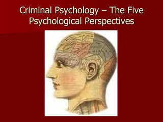 Criminal Psychology – The Five Psychological Perspectives 