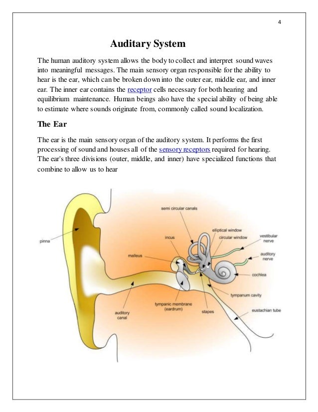 auditory nerve psychology definition auditory nerve psychology definition