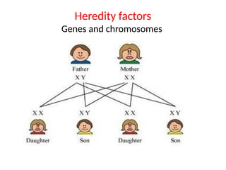Heredity factors
Genes and chromosomes
 