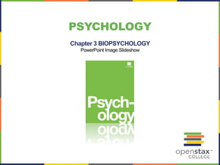 Chapter 3 BIOPSYCHOLOGY
PowerPoint Image Slideshow
PSYCHOLOGY
 