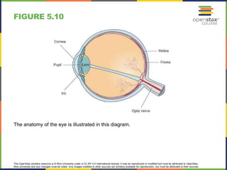 This OpenStax ancillary resource is © Rice University under a CC-BY 4.0 International license; it may be reproduced or modified but must be attributed to OpenStax,
Rice University and any changes must be noted. Any images credited to other sources are similarly available for reproduction, but must be attributed to their sources.
The anatomy of the eye is illustrated in this diagram.
FIGURE 5.10
 