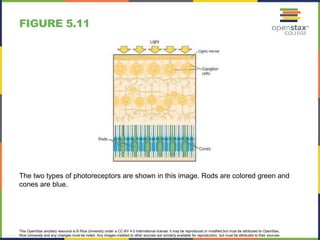 This OpenStax ancillary resource is © Rice University under a CC-BY 4.0 International license; it may be reproduced or modified but must be attributed to OpenStax,
Rice University and any changes must be noted. Any images credited to other sources are similarly available for reproduction, but must be attributed to their sources.
The two types of photoreceptors are shown in this image. Rods are colored green and
cones are blue.
FIGURE 5.11
 