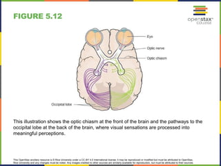 This OpenStax ancillary resource is © Rice University under a CC-BY 4.0 International license; it may be reproduced or modified but must be attributed to OpenStax,
Rice University and any changes must be noted. Any images credited to other sources are similarly available for reproduction, but must be attributed to their sources.
This illustration shows the optic chiasm at the front of the brain and the pathways to the
occipital lobe at the back of the brain, where visual sensations are processed into
meaningful perceptions.
FIGURE 5.12
 